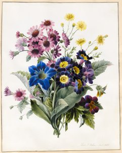 Flores mixtas, Aster sp., Auricula, Hierba de Santiago, Viola, Campanula, Gentiana Acaulis, 1828